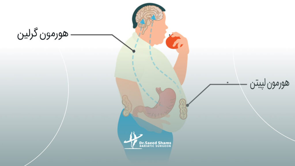 هورمون گرلین و لپتین